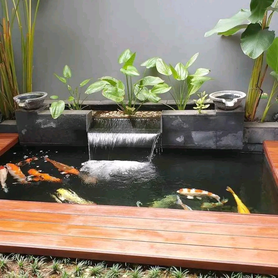 Tukang Kolam Koi Minimalis