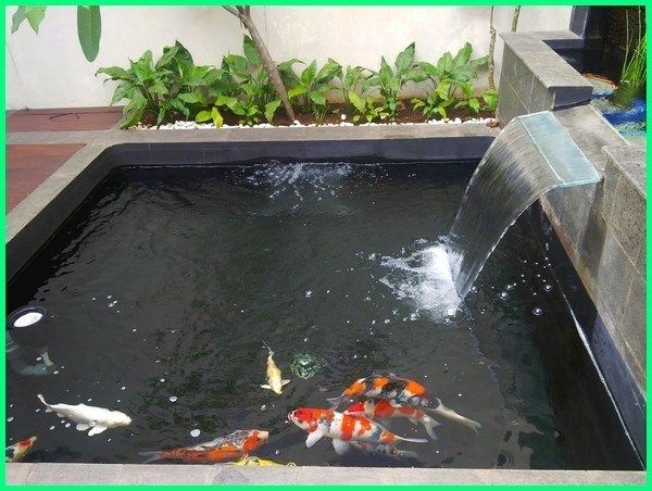 Tukang Kolam Koi
