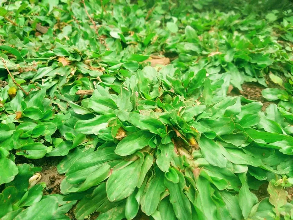 Tukang Taman Sawangan