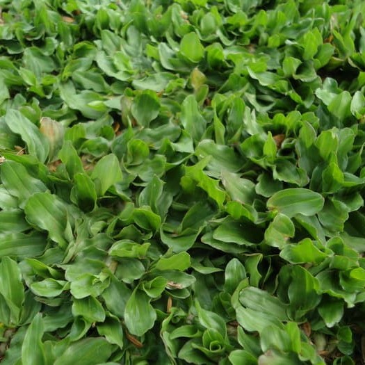 Jual Rumput Gajah Mini Jual Rumput Gajah Mini